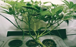 Monster Cropping Cannabis - De Ultieme Gids