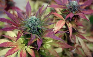 Top 10 Mooiste Wietsoorten