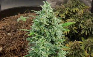 OG Kush Kweekdagboek Week per Week