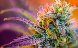 Hoe je cannabis droogt en curet: de complete handleiding voor resultaat van topkwaliteit