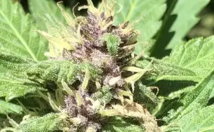 Geavanceerde Autoflower Kweekmethoden voor Gevorderden