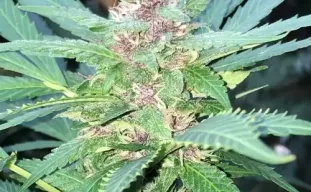 Autoflowers Kweken in Extreem Kleine Ruimtes