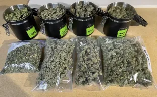 Hoe cannabis te trimmen: de ultieme gids voor nat vs. droog trimmen