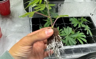 Monster stekken: hoe je bloeiende planten kunt klonen voor explosieve groei