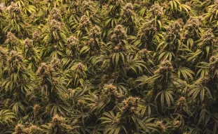Sea of Green Methode (SOG) Voor Autoflower Strains