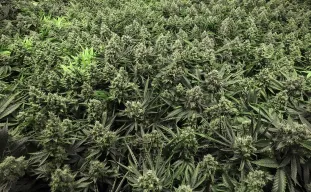 Sea of Green methode (SOG). Zo doe je dat