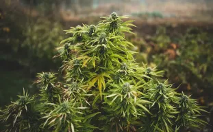 Top 10 sterkste wietsoorten in Nederland