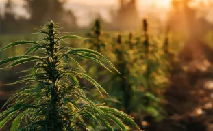 Onderzoek: Milieu-impact van cannabisteelt