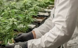 Onderzoek naar Opbrengst, THC-niveaus en Genetica bij Binnenwietteelt