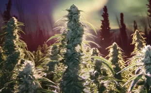 Onderzoek: Hoe koudestress cannabisgroei beïnvloedt