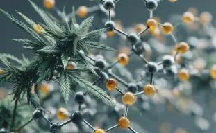 Studie: Hoe stikstofvoeding de cannabisteelt beïnvloedt