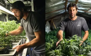 Studie: Hoe kleinschalige cannabiskwekers wereldwijd hun oogst delen