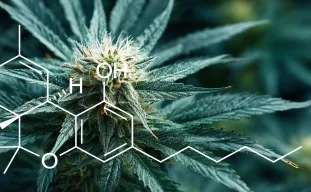 Studie: Kwantificering van THC-niveaus in verschillende variëteiten van Cannabis Sativa