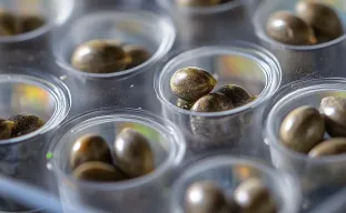 Studie: Revolutie in het ontkiemen van cannabiszaden met waterstofperoxide