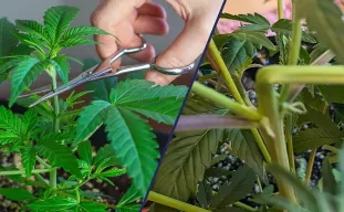 Super Cropping vs. Topping: Welke techniek levert hogere cannabisopbrengsten op?