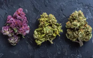 Top 10 beste soorten voor 2026: een gids door een expert-kweker