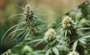 Indica vs Sativa: 10 Verschillen voor Beginners