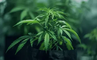 Hoe stress te herkennen en te voorkomen bij je eerste autoflowerkweek