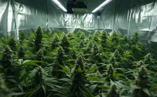 Hoe je de cannabisopbrengst maximaliseert: een datagedreven gids van zaad tot en met curen