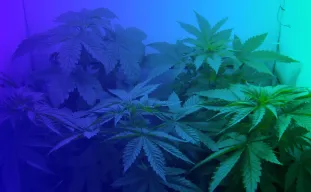 Top 5 makkelijkste gefeminiseerde cannabiszaden voor beginners