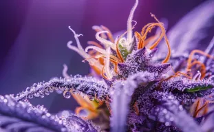 Terpenen uitgelegd: hoe je de best smakende soorten kweekt