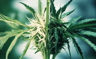 Hoe nieuwe cannabissoorten ontstaan met Cannabishybridisatie