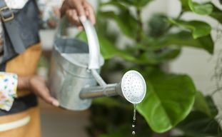 Hoeveel water voor een Autoflower in een 20L Pot?