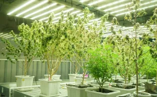 Wat is Lollipopping Cannabis Planten en Hoe Lollipoppen?