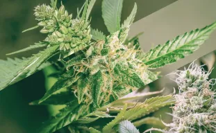 Verschil tussen gefeminiseerde wietzaden en autoflower zaden