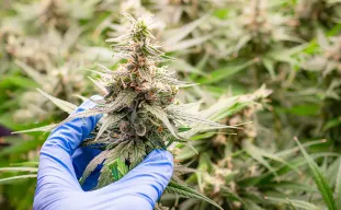 When to Harvest Autoflowers: Een visuele gids in 5 stappen