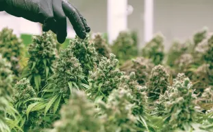 Wanneer Moet Je Cannabis Planten Oogsten?