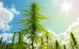 Vraag: Waarom is mijn wietplant lang en dun?