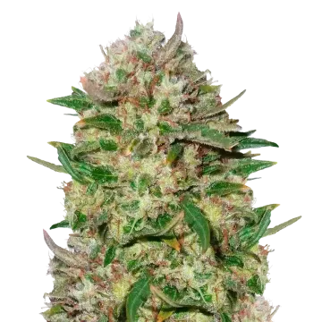 24K Gold cannabisplant