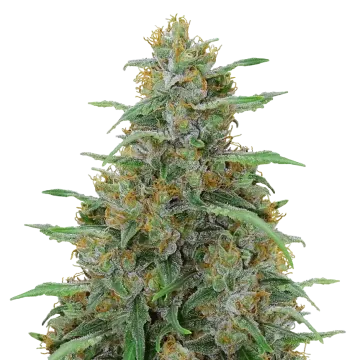 Adrenaline OG cannabisplant