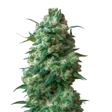 Afghan Kush cannabisplant