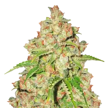Agent Orange cannabisplant