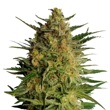 AK-47 Regular