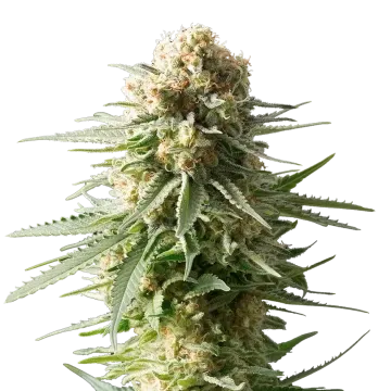 AK-48 cannabisplant