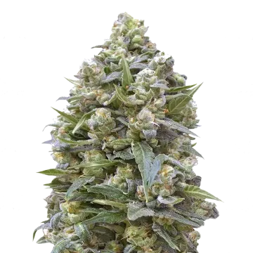 Alaskan Thunder Fuck cannabisplant