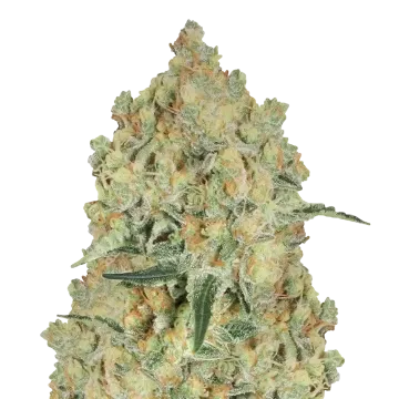 Alien OG cannabisplant