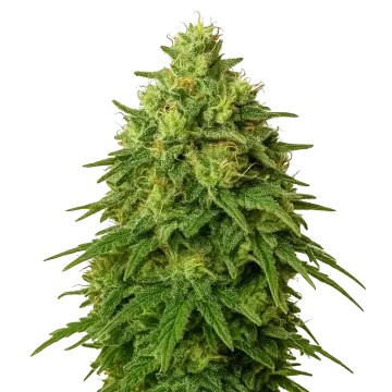 Amnesia Haze Auto cannabisplant