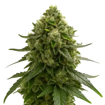 Amnesia Kush Auto cannabisplant