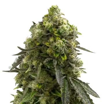 Amnesia Kush cannabisplant