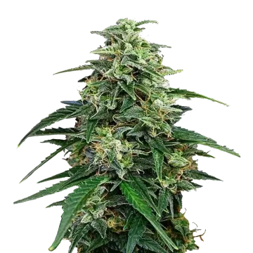 Amnesia Lemon Kush cannabisplant