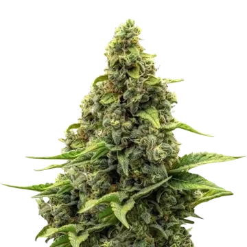 Amnesia cannabisplant