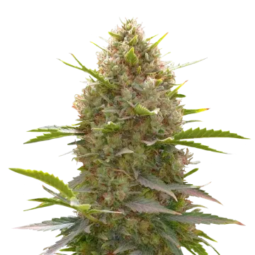 Amnesia Haze x White Widow cannabisplant