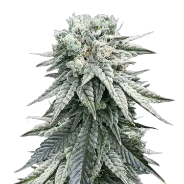 Animal Face cannabisplant