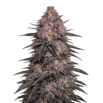 Archive Runtz cannabisplant