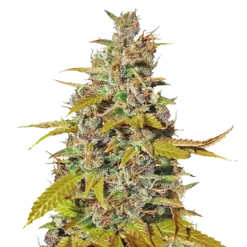 Australian Gold cannabisplant