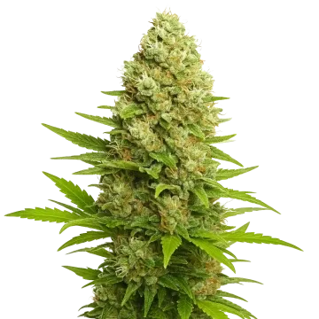 Banana Kush Auto cannabisplant